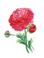 Red Ranunculus. Watercolor spring flower on a white background.