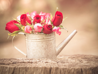 Roses in watering pot