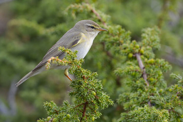 Phylloscopus trochilus sitting on a branch.