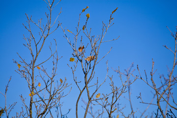 Branch of oak in autumn in sunny day with blue sky.