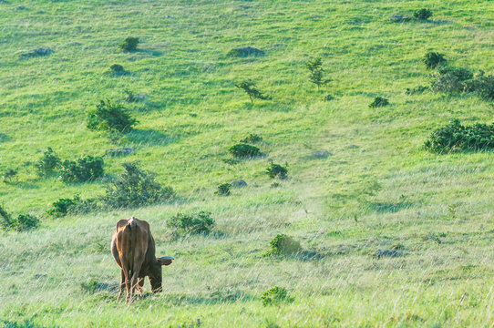 Cattle in the Eastern Cape Province of South Africa.