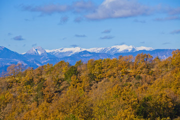oak and pine forest with a snowed Pyrenean mountains background