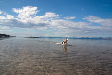 Australian Shepard Hund springt durch flaches klares Wasser in Fjordlandschaft