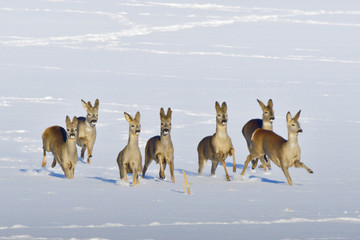 Rehe im Winter auf der Flucht