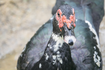 Wild fowl, Chicken in jungle