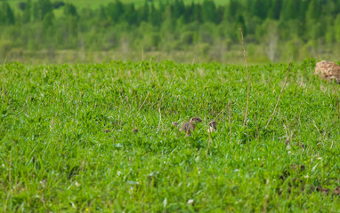 Cute wild gophers in the grass