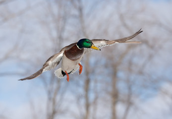 Mallard drake in flight against a blue winter sky