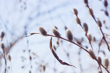 Willow seals on the background of nature, blue sky. Shallow depth of field, selective focus, author's processing