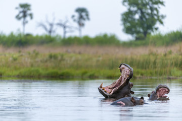 Common hippopotamus or Hippo (Hippopotamus amphibius) showing threat display. Okavango Delta....