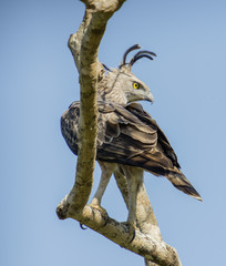 Adler blickt zurück