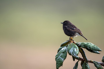 Pied bush chat or Saxicola caprata