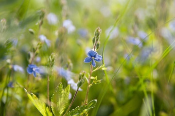 Small blue Wildflowers background (shallow depth of field)