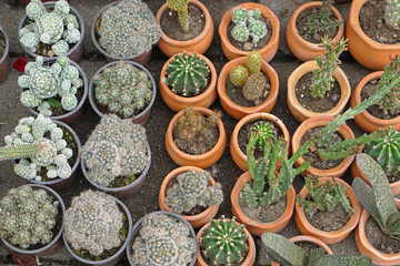 Cactuses