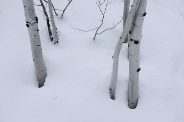Birch Aspen Trees in Winter Snow