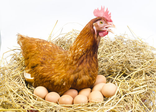 Full Body Of Brown Chicken Hen With Eggs Isolated White Background