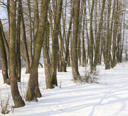 nature in winter