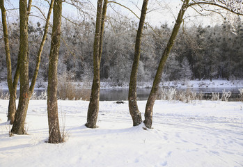 nature in winter