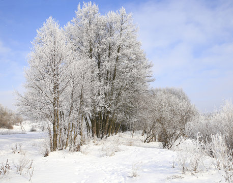 nature in winter