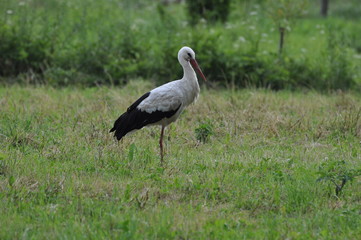 Polska - Mazury - bocian © Rafa
