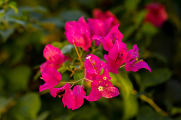 Obraz premium Pink Flower