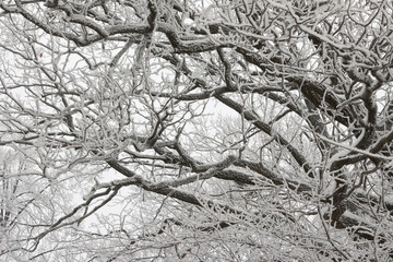 Oak tree branches in winter snow