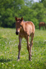 Brown foal in the meadow.