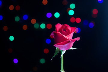red rose for Valentine's day  on colourful bokeh screen