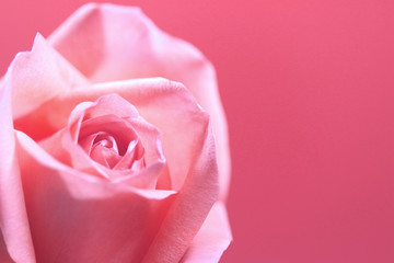 pink lovely rose