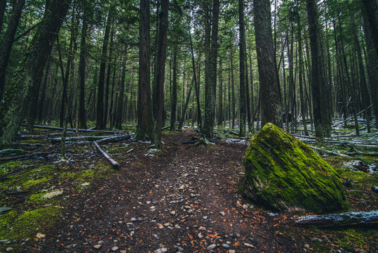 Fototapeta Moss covered forest floor