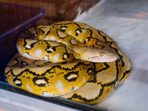 Closeup of yellow snake