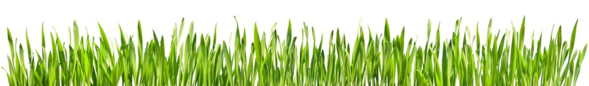 Perfect Grass Isolated - Spring Border

