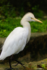 Cattle egret, ibis bubulcus wandering around at a park in Kuala Lumpur Birdpark, Malaysia