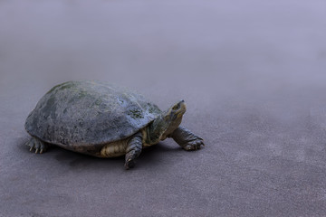 Freshwater Turtle walking