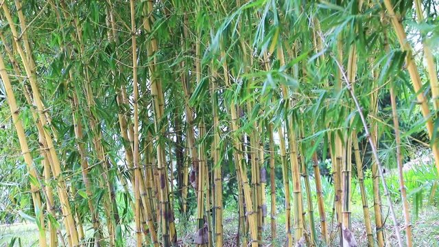 Bamboo forest blowing in the wind, Vietnam
