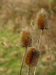 Thistle heads during winter