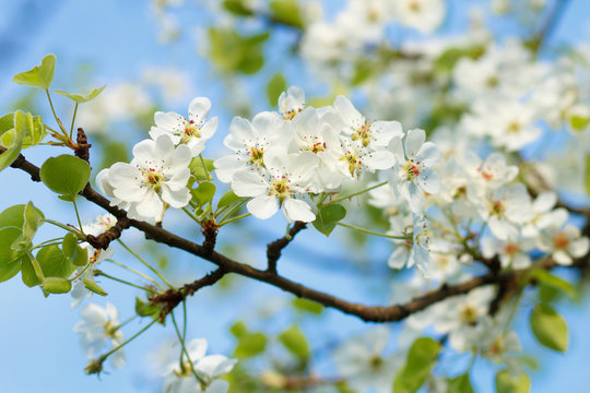 Blossoming pear tree twig with white flowers. Spring fruit tree blooming background