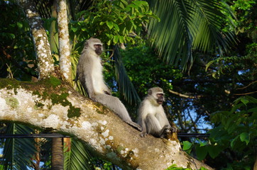 Vervet Monkeys