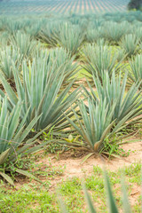 Big sisal plantation