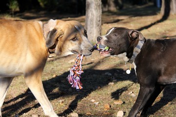 Jugando