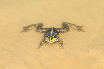 funny green frog swimming in a pond on the sandy beach