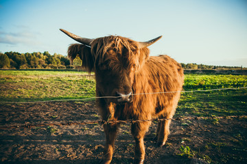 Scottish cows in the field.