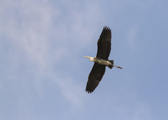 grey crane flying through the sky, wings spread widely