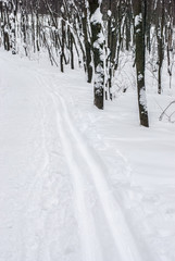 Ski track in the winter wood