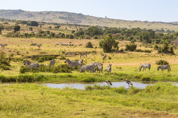Fototapeta na wymiar Waterhole on the savannah with Zebras and cranes
