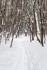 Ski track in the winter wood