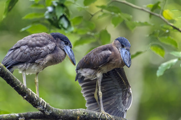 Boat-billed Herons