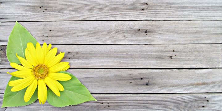 Sunflower with three leaves on wood background with copy space.