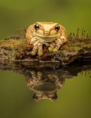 Amazonian (Amazon) Milk Frog perched on a mossy stone in a pond showing refection in the water with green background.