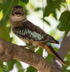 Close up of an Australian Kookaburra sitting on a branch