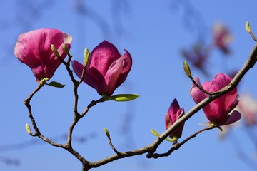 Magnolia liliiflora (purple magnolia) flower